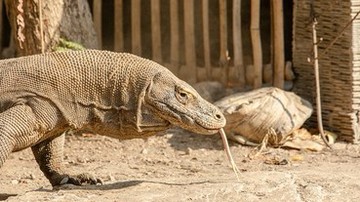 【印尼世界遺產 科莫多國家公園】科莫多島Komodo Island-世界最大蜥蜴-巨蜥科莫多龍