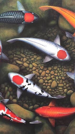 Fortune KOI & CARP🐟ประมูลปลาคราฟ 🐟ปลาสวยงาม ❤️