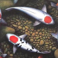 Fortune KOI & CARP🐟ประมูลปลาคราฟ 🐟ปลาสวยงาม ❤️