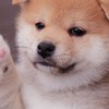りといけめん