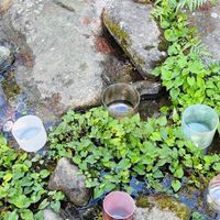 癒見植感