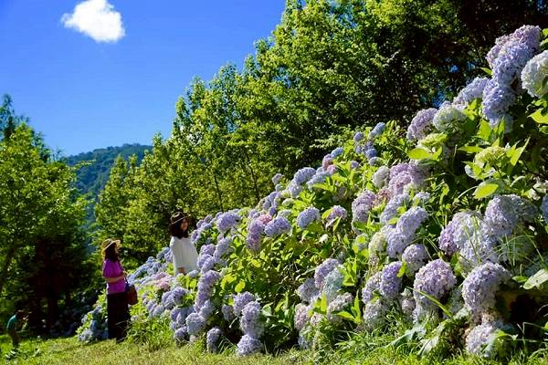 醒在最美繡球花園 武陵農場long Stay方案上山放空 景點家 Line Today