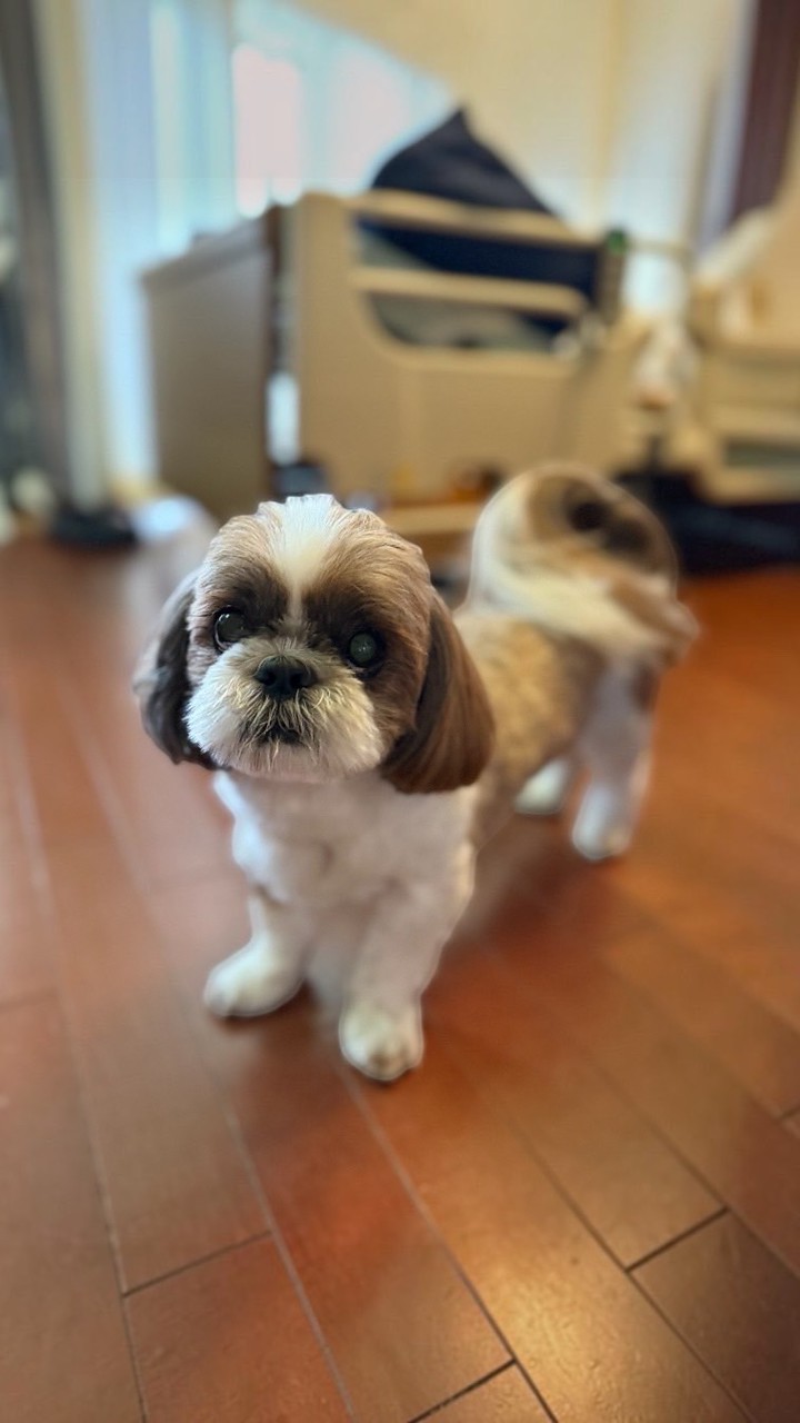 北海道美瑛の迷子犬まる