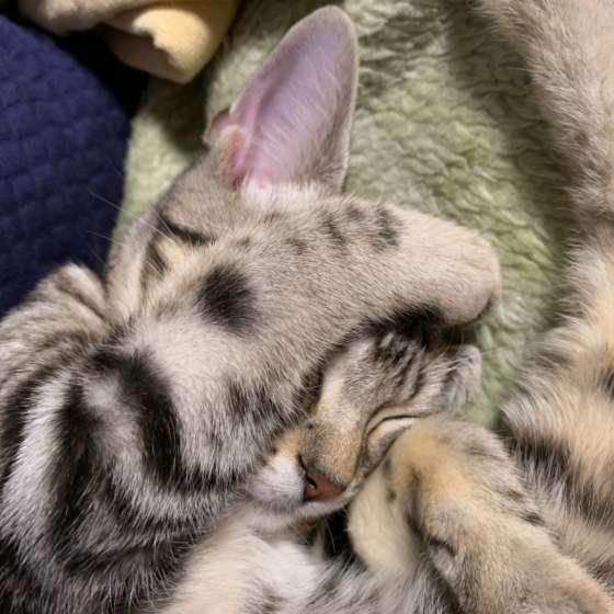 まぶしい寝 する理由 目を隠して寝るかわいい猫大集合