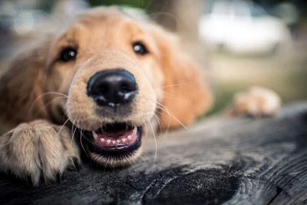 ウンチ中に飼い主さんをじーっ と見つめる犬の気持ちとは