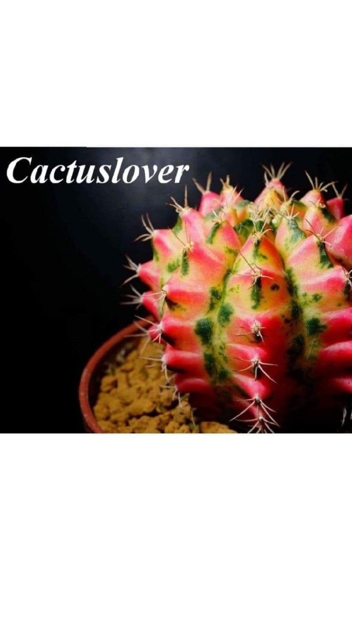 cactuslover