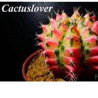 cactuslover