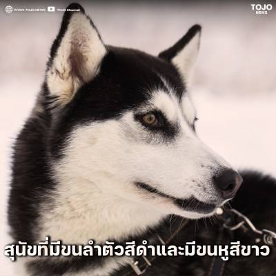 โหวงเฮ้งน้องหมา ที่ช่วยส่งเสริมให้ทาส รวยๆ เฮงๆ | Tojo News | Line Today