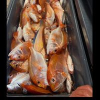 蔡尚宸🐟深坑漁獲販賣區