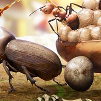 【1400〜】ザアンツ日本人コミュニティants.Japan