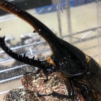 クワカブ雑談室
