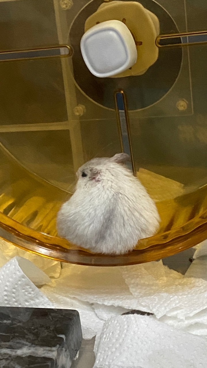 聊倉鼠