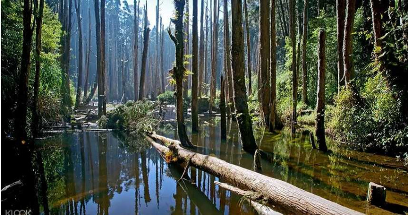 到南投杉林溪，投入山林的清幽吸收芬多精。（圖／KLOOK提供）