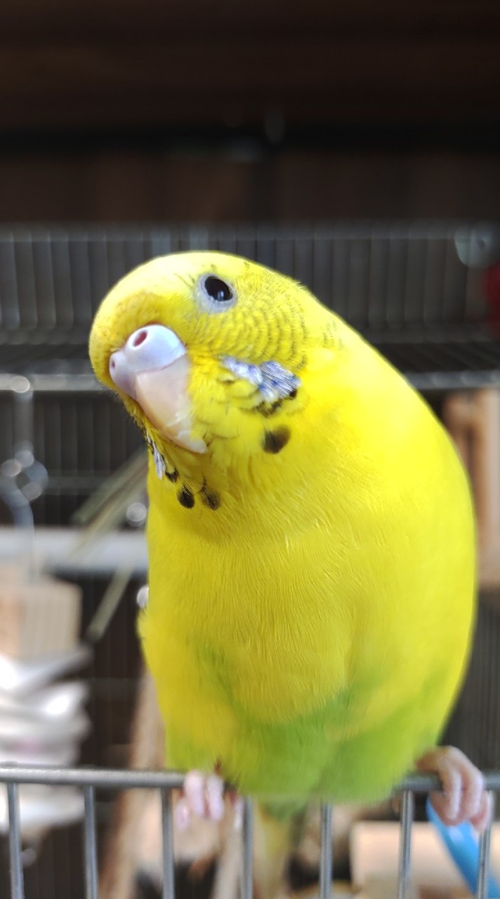インコ好きすぎてヤバい♡