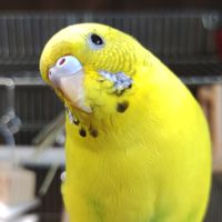 インコ好きすぎてヤバい♡