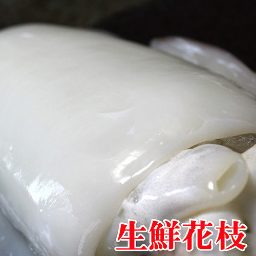 急凍生鮮花枝。500g/份 。肉質鮮填、飽滿Q彈【陸霸王】