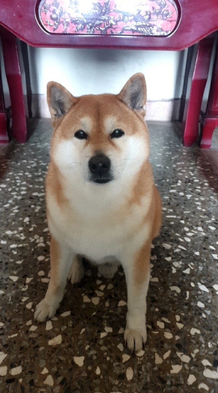 阿夸很乖 阿夸不抽菸