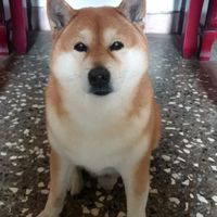 阿夸很乖 阿夸不抽菸