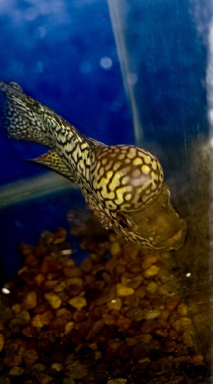 flowerhorn auction thailand