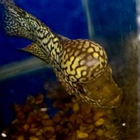 flowerhorn auction thailand