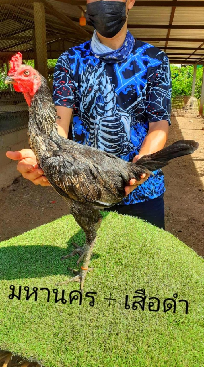 🐓บดินทร์ฟาร์มไก่ชน🐓                     🐓สายพันธุ์เงินล้าน🐓
