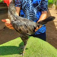🐓บดินทร์ฟาร์มไก่ชน🐓                     🐓สายพันธุ์เงินล้าน🐓