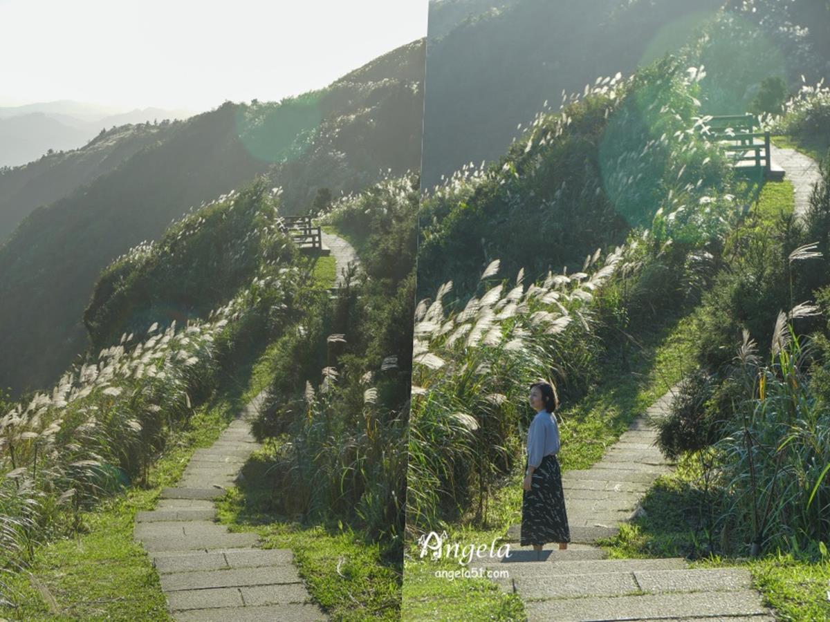 錯過等明年！秋限定雙北４處「芒草步道」：陽明山S型雪白祕境、台版小長城