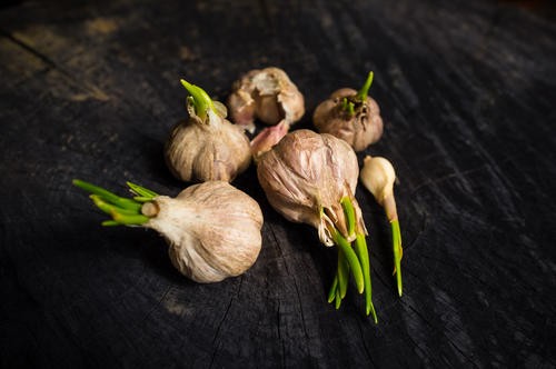 じゃがいもの根は毒だけど にんにくの芽は 捨てないで食べたい理由とは