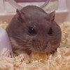 ハムスター好き集まれ！