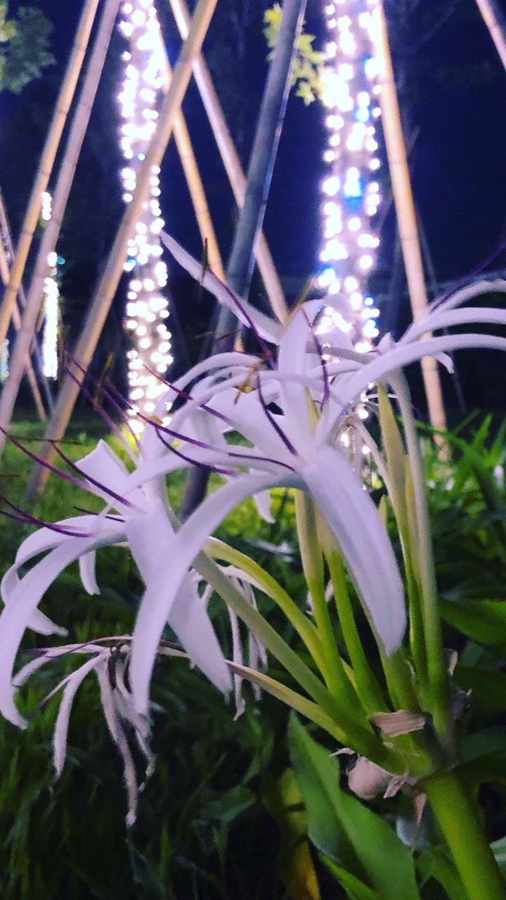 仰雲綠世界