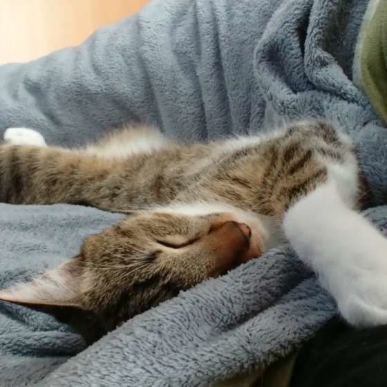子猫や警戒心が強いコに 猫が座ったまま寝てしまう心理