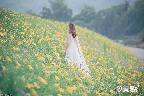 1公里金針花海秘境盛開 社寮角堤防黃金花毯搶先賞 景點家 Line Today