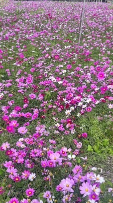 DU LỊCH 越台旅遊VIỆT-ĐÀi