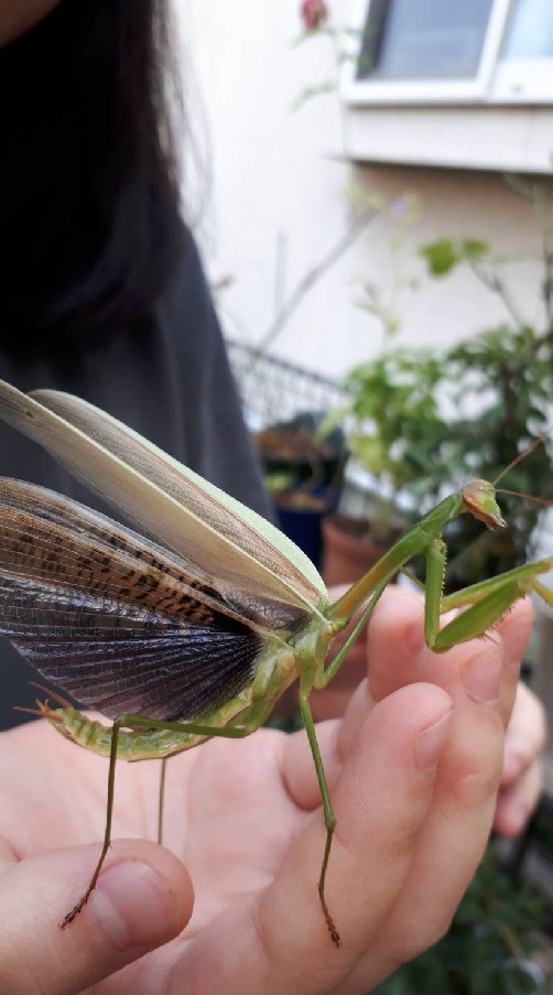 ゆるっと虫の会🐜