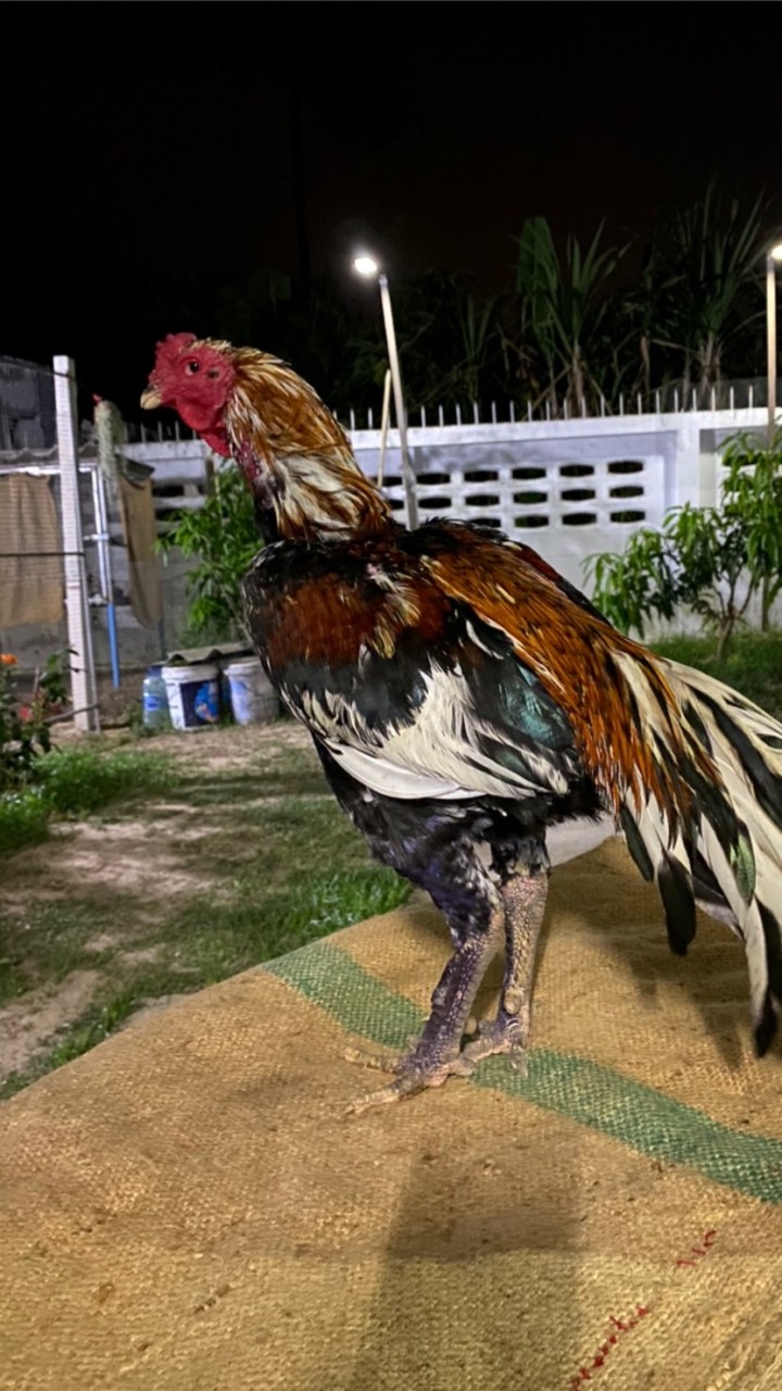 คนรักไก่ชน (เอ_ป่าก๋อยชลบุรี)