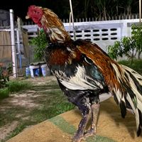 คนรักไก่ชน (เอ_ป่าก๋อยชลบุรี)