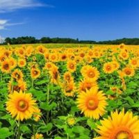 ！手出し無し！無料で始められる副業案内所