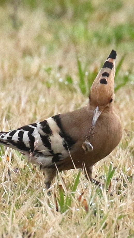 野鳥好き♡
