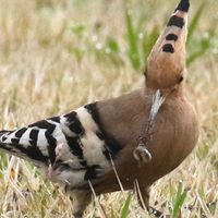野鳥好き♡