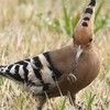 野鳥好き♡