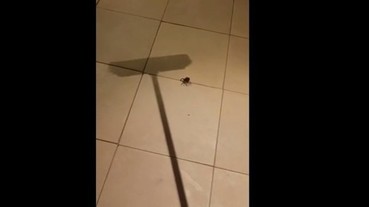 慎入！男生用掃把殺了一隻蜘蛛 結果成群的小蜘蛛瞬間噴發...