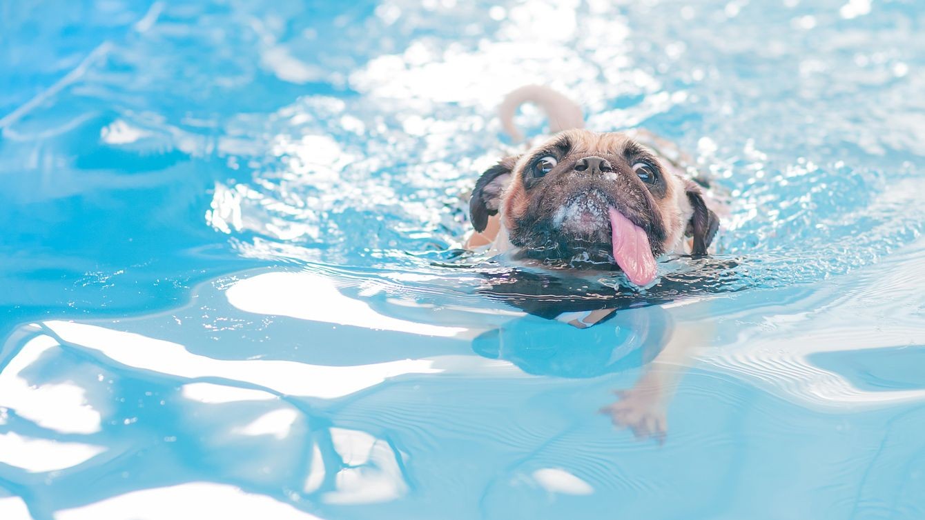 なぜ日本では 溺れる犬を棒で叩く という冷血人間が大量発生するのか President