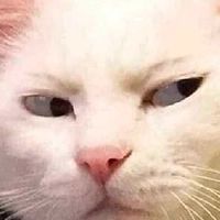 咪咪貓貓🐱
