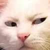 咪咪貓貓🐱