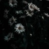さよならなんて言わないよ　。　✶　BSD緩也