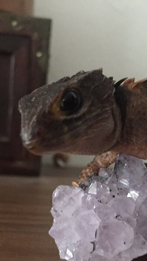 爬虫類、両生類好きな人グループ（お悩み相談あり）