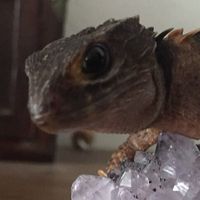 爬虫類、両生類好きな人グループ（お悩み相談あり）