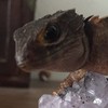 爬虫類、両生類好きな人グループ（お悩み相談あり）