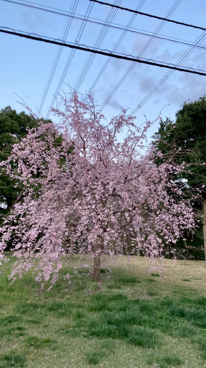 🍀アラフィフからのサイクリング生活🍀