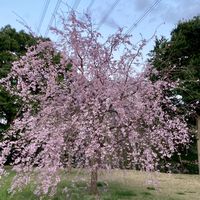 🍀アラフィフからのサイクリング生活🍀